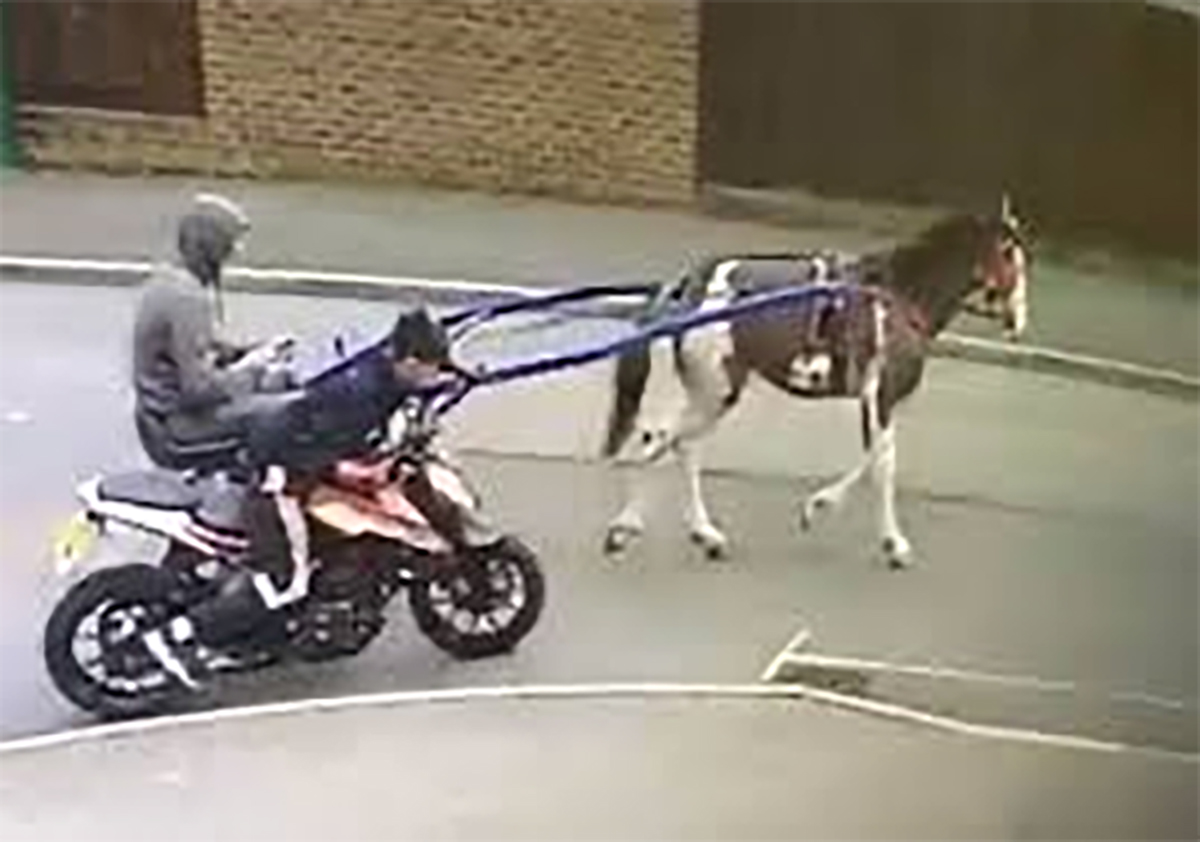 motorfiets gestolen door paard