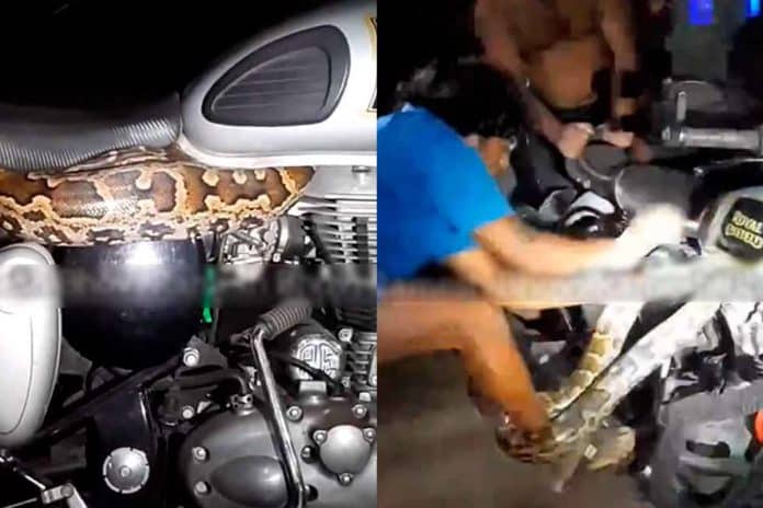 Python Royal Enfield