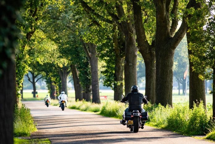 Geelbroek