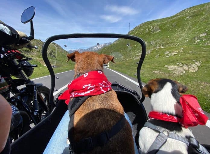 Motorreizen met huisdieren